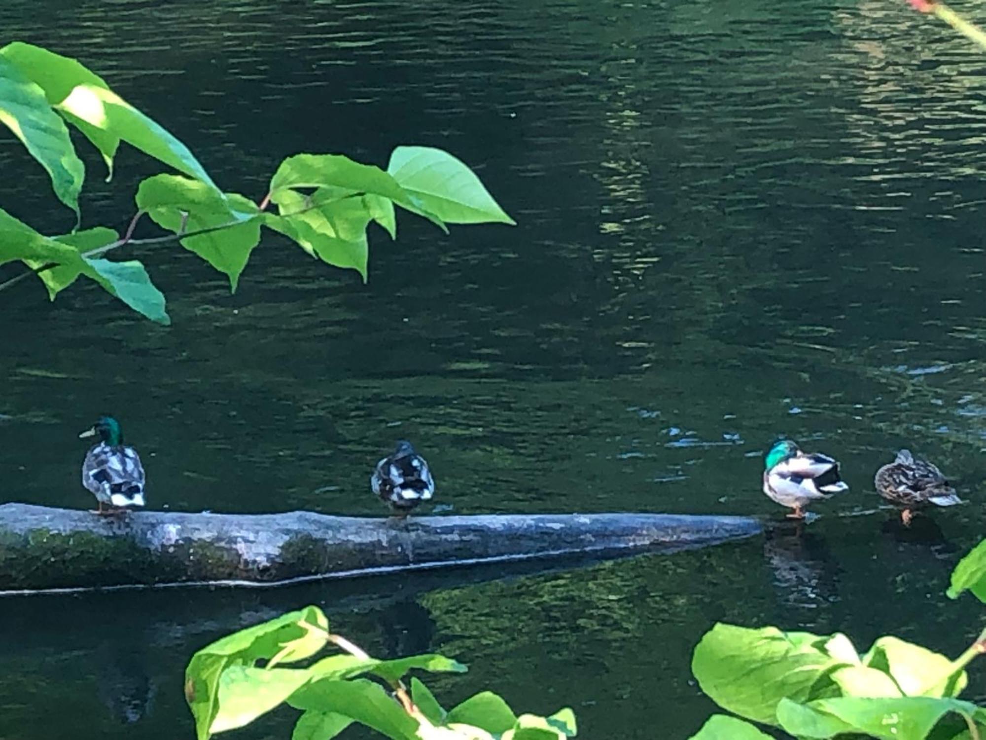 Gartenblick Leichlingen Esterno foto