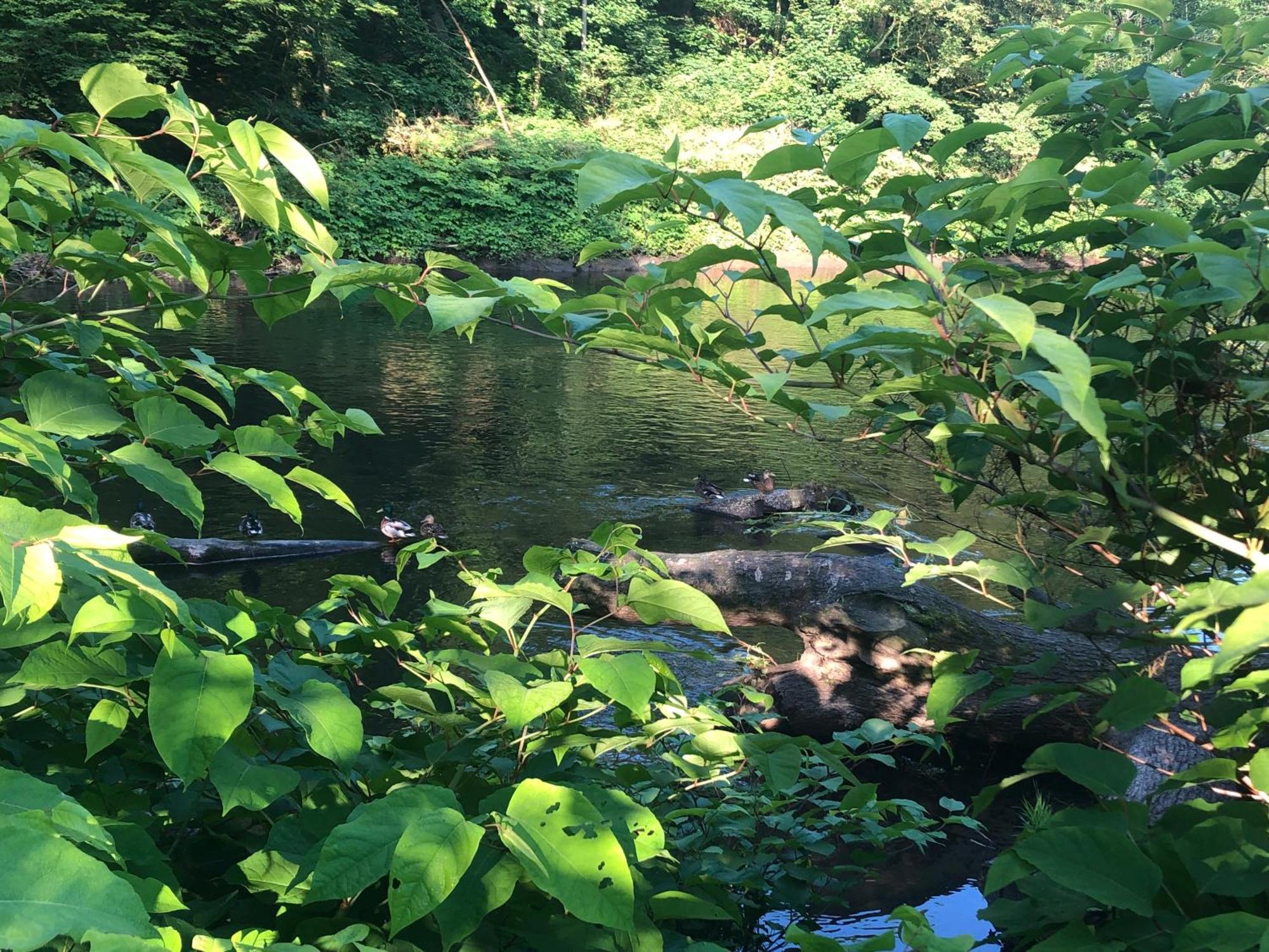 Gartenblick Leichlingen Esterno foto